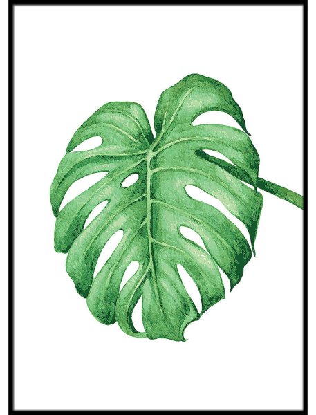 Монстера акварель