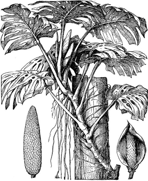 Дыхательные корни монстеры