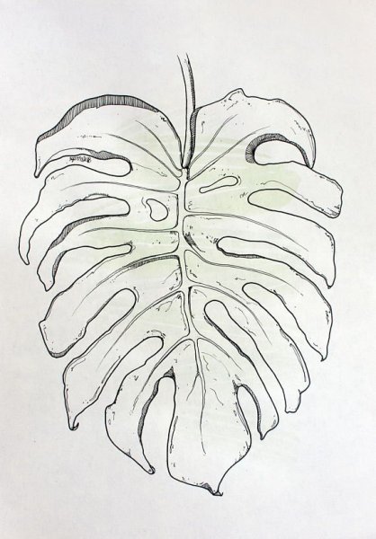 Лист монстеры