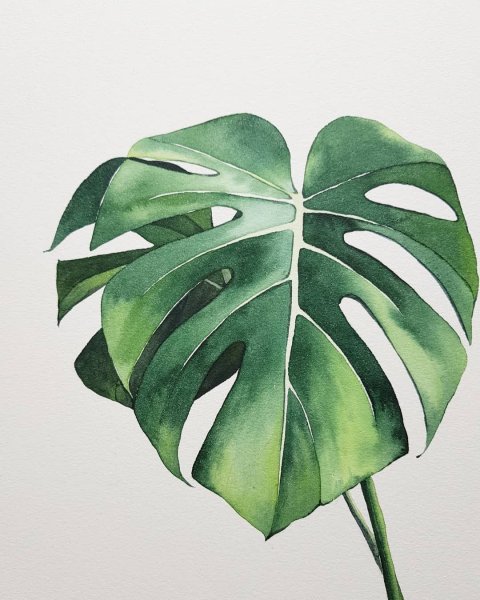 Монстера Эскуэлто