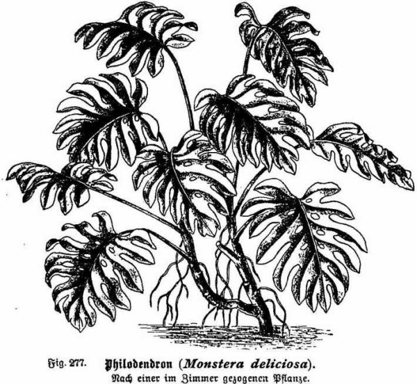 Монстера воздушные корни тропики