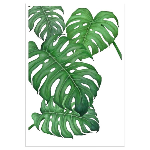 Тропические лист Monstera