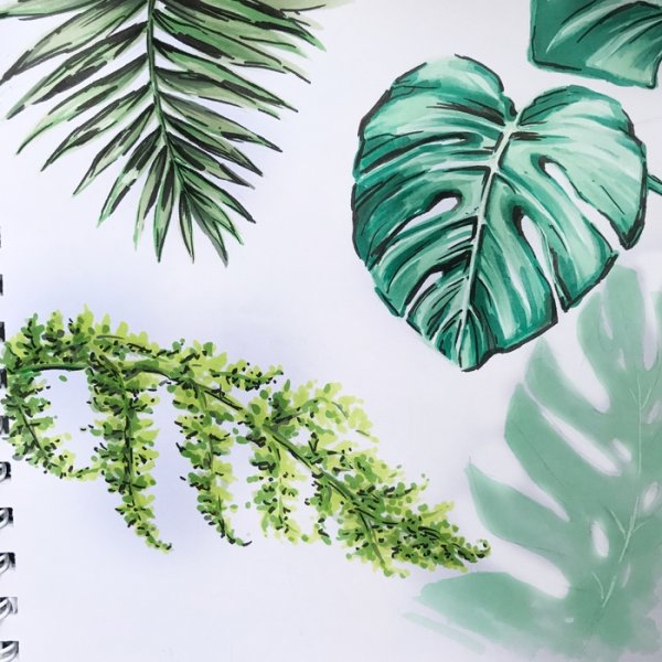 Золотой папоротник монстера