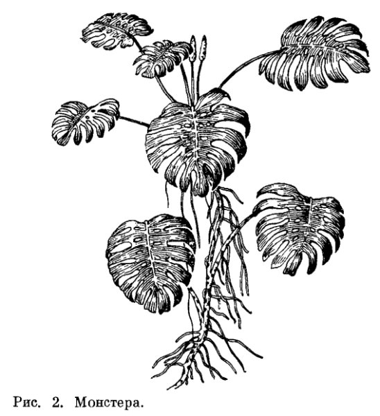 Монстера Адониса