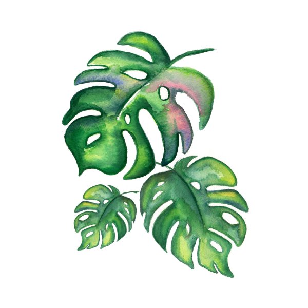 Монстера скетчинг
