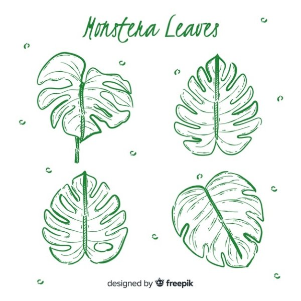 Лист монстера срисовать
