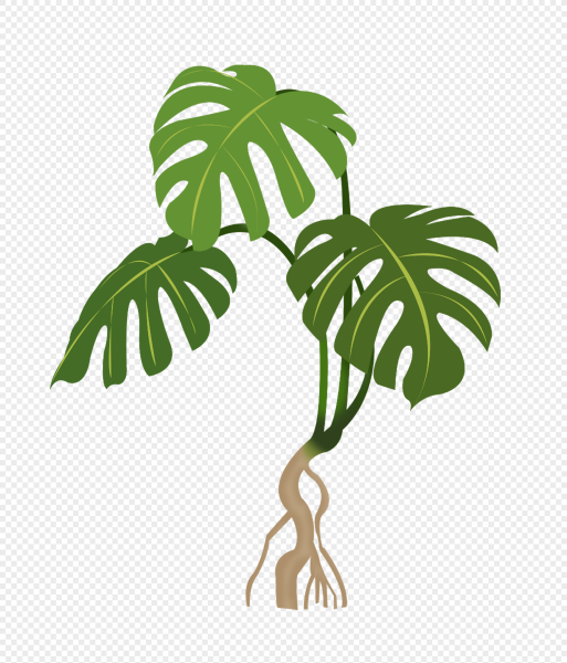 Монстера растение корни