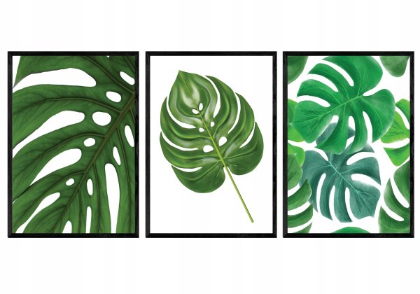 Листья монстеры Графика