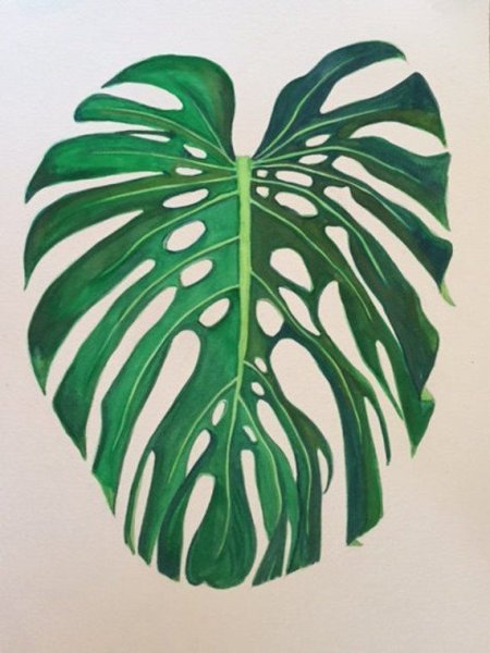 Монстера Эскуэлто