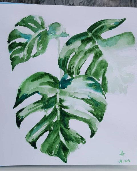Монстера акварель