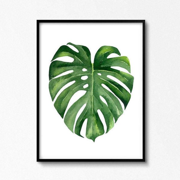 Монстера Дюбуа