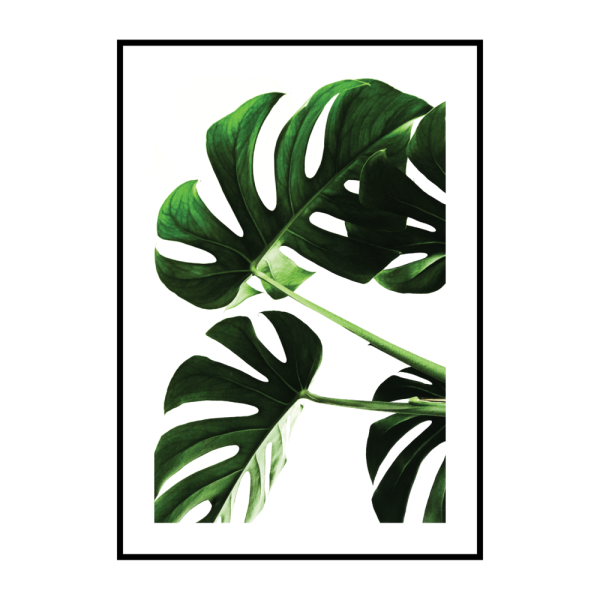 Монстера Aaron Apsley