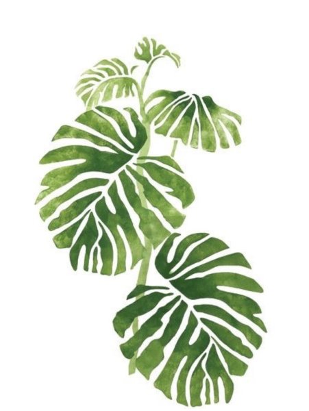 Монстера эскулетто