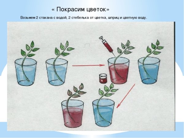 Опыты с растениями для детей