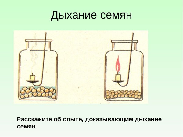 Опыт по дыханию семян
