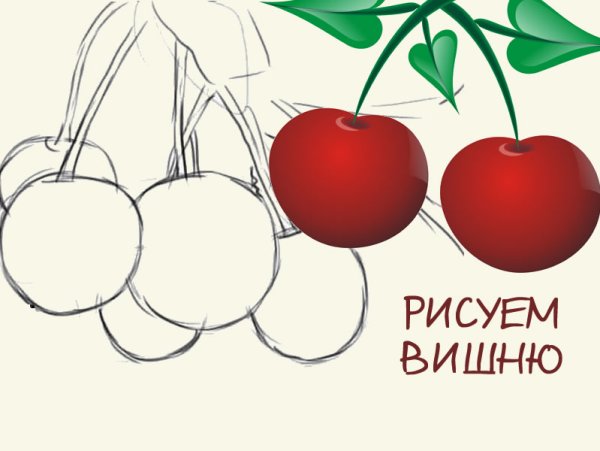 Вишня для рисования