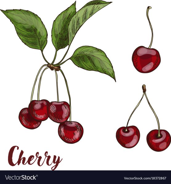 Вишня эскиз