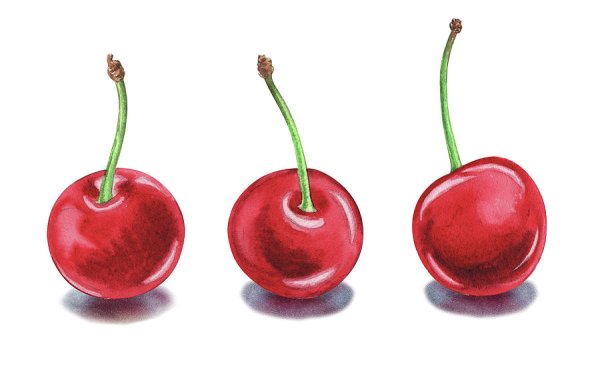 Вишня акварелью