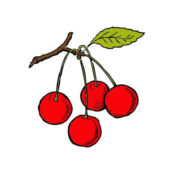 Вишня дерево