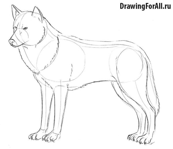Рисование волка карандашом