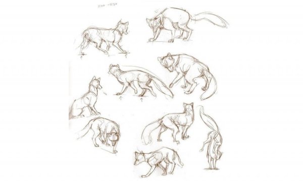 Схема рисования волка