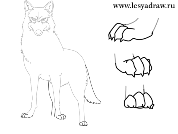 Схема рисования волка