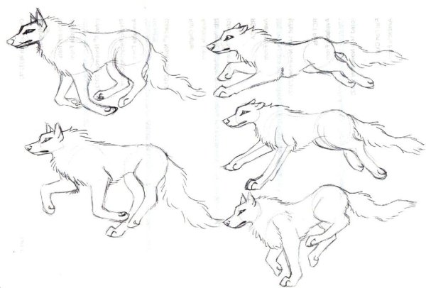 Волк для рисования