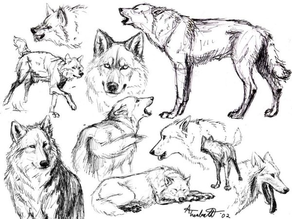Волк с разных ракурсов