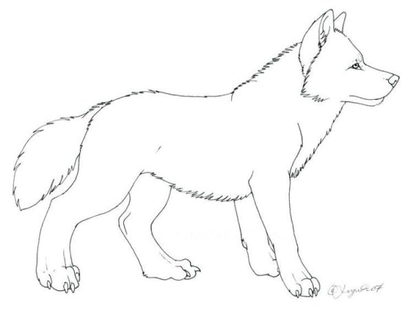 Волк карандашом для начинающих
