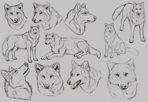 Анатомия волка референс