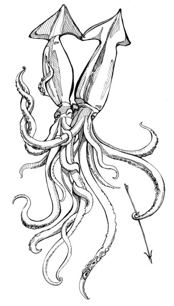 Кальмар эскиз