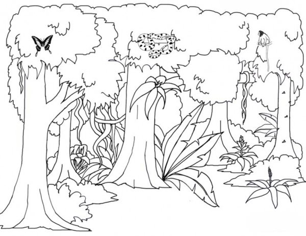 Раскраска тропический лес