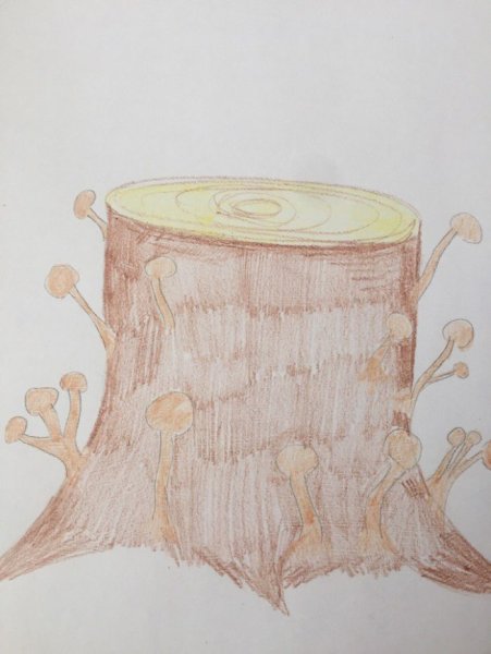 Пенек акварель