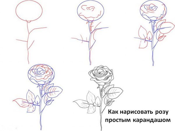 Поэтапное рисование цветов для детей