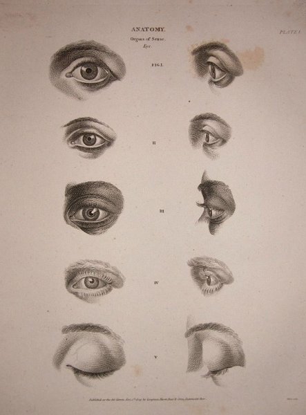 Анатомия глаза человека для художников