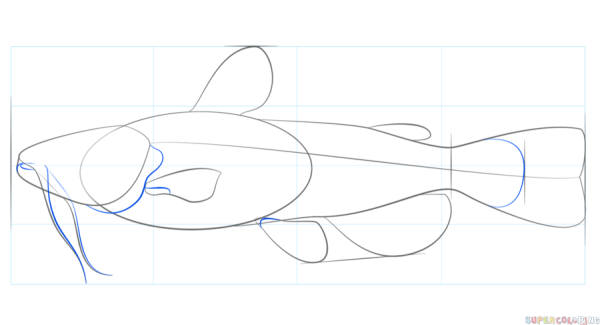 Поэтапное рисование сом