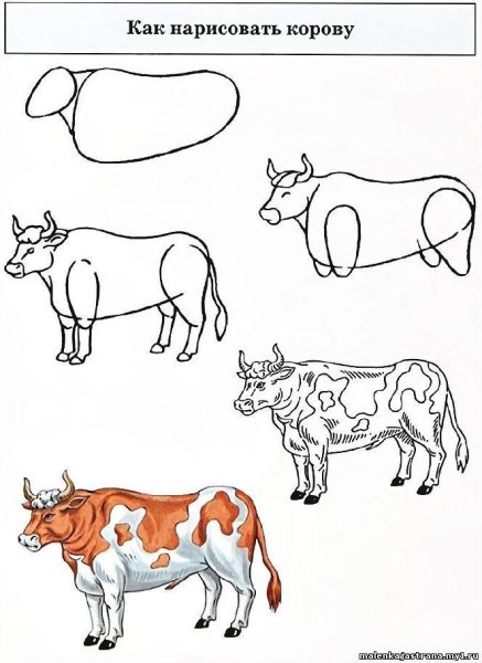Как нарисовать корову