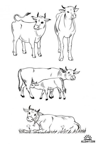 Поэтапный рисунок коровы