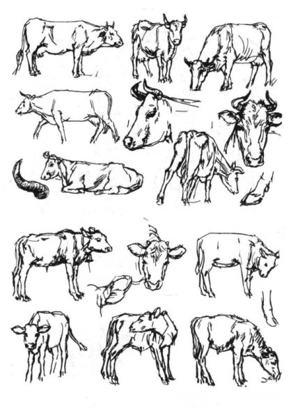 Домашние животные в разных ракурсах