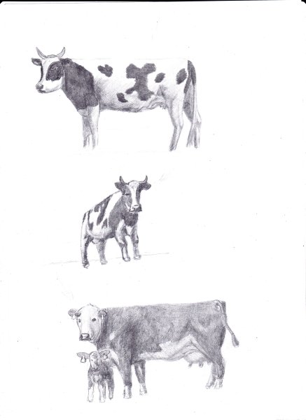 Как нарисовать корову
