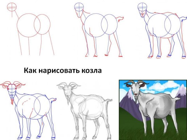 Поэтапное рисование козы