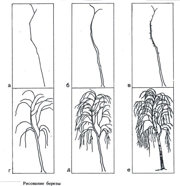 Попугай пошаговое рисование