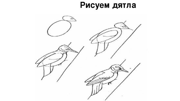 Поэтапное рисование комнатных растений
