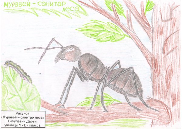 Рисование муравья в старшей группе