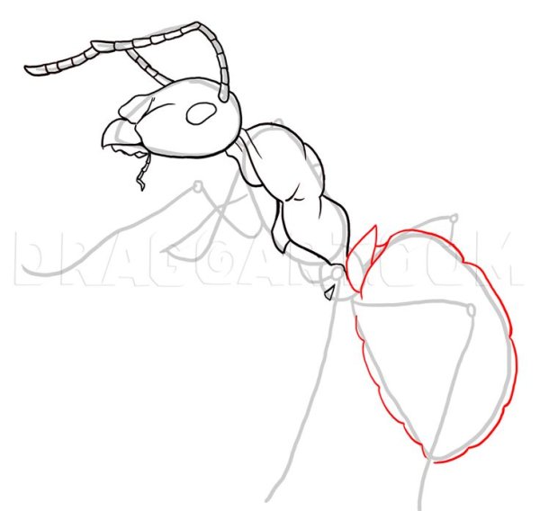 Муравей карандашом легкое