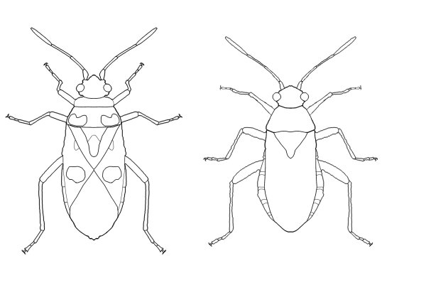 Как нарисовать Муравейник 2 класс по шагам