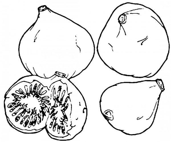 Инжир раскраска для детей