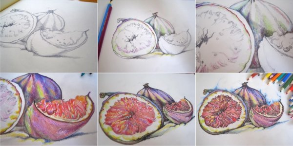 Инжир рисунок карандашом