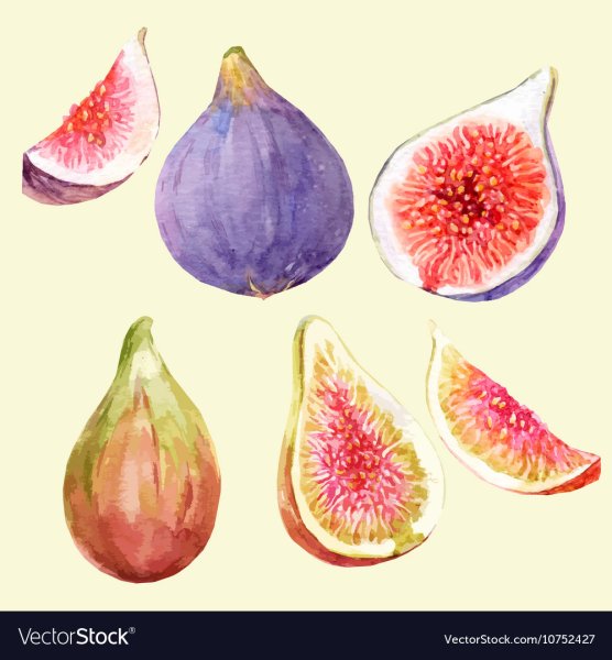 Инжир акварель вектор