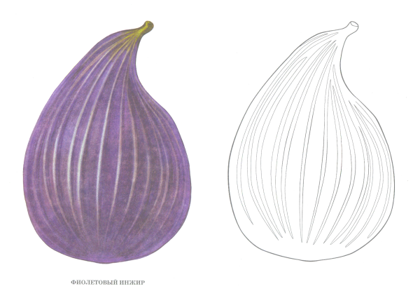 Инжир раскраска для детей